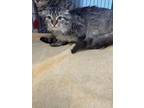 Adopt Grey Goose a All Black Domestic Mediumhair / Mixed Breed (Medium) / Mixed