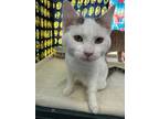 Adopt Zipper a White Domestic Shorthair / Mixed Breed (Medium) / Mixed (short