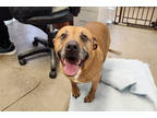 Adopt Takota a Tan/Yellow/Fawn American Pit Bull Terrier / Mixed dog in McCall