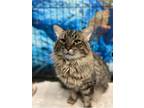Adopt Roosevelt a Brown Tabby Maine Coon (medium coat) cat in Chicago