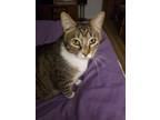 Adopt Prince a Gray, Blue or Silver Tabby Domestic Shorthair (short coat) cat in