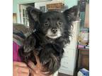 Adopt Willy a Black - with White Pomsky / Papillon / Mixed dog in Creston