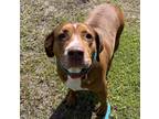 Adopt Pebbles a Brown/Chocolate Hound (Unknown Type) / Mixed dog in Palm Coast