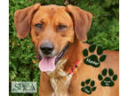 Adopt Hunter a Red/Golden/Orange/Chestnut Hound (Unknown Type) / Mixed dog in