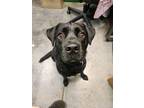 Adopt Felix a Black Labrador Retriever / Mixed dog in Springfield, MO (40544414)