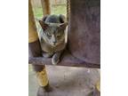 Adopt Cricket a Gray or Blue Domestic Shorthair (short coat) cat in Dacula