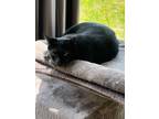 Adopt Pantera a All Black Domestic Shorthair (short coat) cat in Dacula