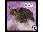 Adopt Velma Do a Gray, Blue or Silver Tabby Domestic Shorthair (short coat) cat