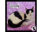 Adopt Scooby Doo a Black & White or Tuxedo Domestic Shorthair (short coat) cat