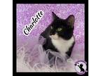 Adopt Charlotte a Black & White or Tuxedo Domestic Mediumhair (short coat) cat