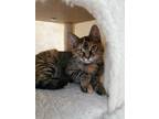 Adopt Buffy a Gray, Blue or Silver Tabby Domestic Shorthair (short coat) cat in