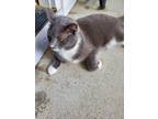Adopt Ladybug a Gray, Blue or Silver Tabby Domestic Shorthair (short coat) cat