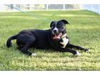 Adopt Penny a Black - with White Boxer / Labrador Retriever / Mixed dog in