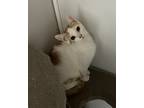 Adopt Gwinnie a Orange or Red (Mostly) Domestic Mediumhair (medium coat) cat in