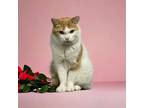 Adopt Hawley Orchard a White Domestic Shorthair / Mixed (short coat) cat in
