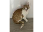 Adopt Sunny a Orange or Red (Mostly) Domestic Mediumhair (medium coat) cat in
