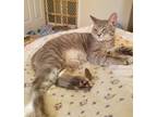 Adopt Duke a Gray, Blue or Silver Tabby Domestic Shorthair (short coat) cat in