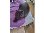 Adopt Precious a All Black Domestic Mediumhair (short coat) cat in Dacula