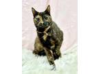 Adopt Molly a Tortoiseshell Domestic Shorthair (short coat) cat in West