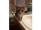 Adopt Rosie a Brown Tabby Domestic Shorthair (short coat) cat in Dacula