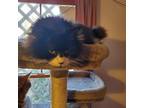 Adopt Panda a Black & White or Tuxedo Domestic Mediumhair (medium coat) cat in