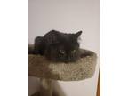 Adopt Tippy a Gray or Blue Domestic Mediumhair (medium coat) cat in Dacula