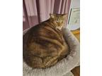 Adopt Marble a Brown Tabby Domestic Shorthair (short coat) cat in Dacula