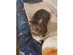 Adopt Janie a Gray, Blue or Silver Tabby Domestic Shorthair (short coat) cat in