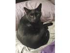 Adopt Iris a All Black Domestic Shorthair (short coat) cat in Dacula