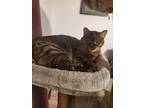 Adopt Jody a Gray, Blue or Silver Tabby Domestic Shorthair (short coat) cat in