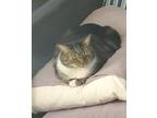 Adopt Daisy a Gray or Blue (Mostly) Domestic Shorthair (short coat) cat in