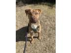 Adopt Scott a Brindle Catahoula Leopard Dog / Pit Bull Terrier / Mixed dog in