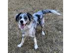 Adopt Nova a Merle Australian Shepherd / Mixed dog in Littleton, CO (40569321)