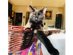 Adopt Winky the Spunky Baby a All Black Domestic Shorthair (short coat) cat in