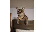 Adopt Angie a Brown Tabby Domestic Shorthair (short coat) cat in Dacula