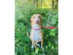 Adopt Ernie a Tricolor (Tan/Brown & Black & White) Italian Greyhound / Mixed