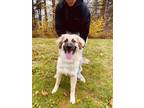 Adopt Anotnia a Tricolor (Tan/Brown & Black & White) Anatolian Shepherd /