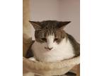 Adopt Delilah a Gray, Blue or Silver Tabby Domestic Shorthair (short coat) cat