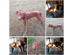 Adopt LOBO a Brown/Chocolate Vizsla / Labrador Retriever / Mixed dog in