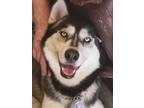 Adopt Roxy a Black - with White Siberian Husky / Mixed dog in Phoenix