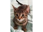 Adopt Taylor a Tiger Striped Domestic Shorthair (short coat) cat in Lebanon