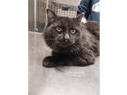 Adopt Mr. Pringles a Domestic Longhair / Mixed (long coat) cat in Sandusky