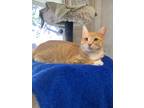 Adopt Odin a Domestic Shorthair / Mixed (short coat) cat in Napa, CA (40567906)