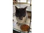 Adopt Irma a Domestic Shorthair / Mixed (short coat) cat in Brownwood