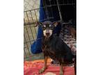 Adopt Mabel a Manchester Terrier / Mixed dog in PAHRUMP, NV (39636027)