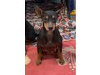 Adopt Mandy/Shelby a Manchester Terrier / Mixed dog in PAHRUMP, NV (39636026)
