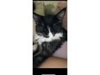 Adopt Star a Black & White or Tuxedo RagaMuffin / Mixed (medium coat) cat in