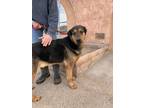 Adopt Anthony a Black - with Brown, Red, Golden, Orange or Chestnut German