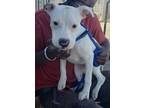 Adopt Marty a White - with Black Pit Bull Terrier / Mixed dog in Barstow