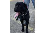 Adopt Don a Black Cane Corso / Mixed dog in Barstow, CA (40566348)